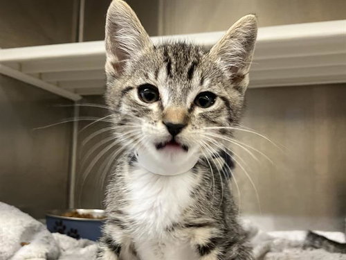 CROC, Baby Domestic Short Hair (medium coat), cat for adoption in Paramount, California