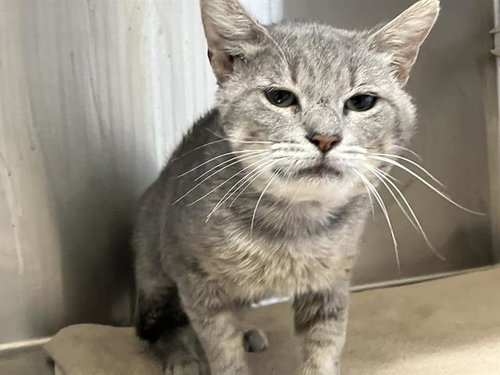 SCARLETT, Adult Domestic Short Hair (medium coat), cat for adoption in Paramount, California