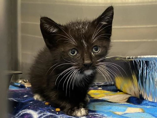 STANLEY, Baby Domestic Short Hair (medium coat), cat for adoption in Paramount, California
