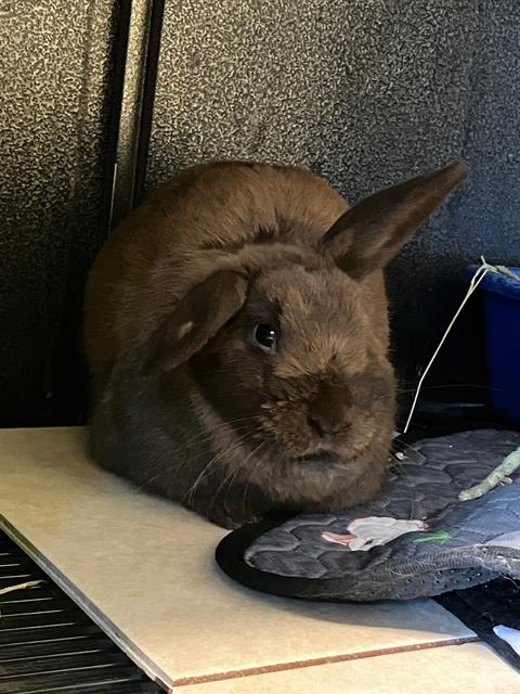 HEIDI
