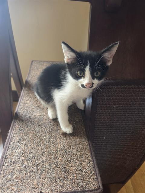 OREO