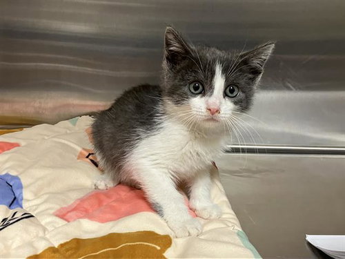 KURT RUSSELL, Baby Domestic Short Hair (medium coat), cat for adoption in Diamond Bar, California
