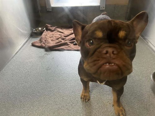 GRACIE