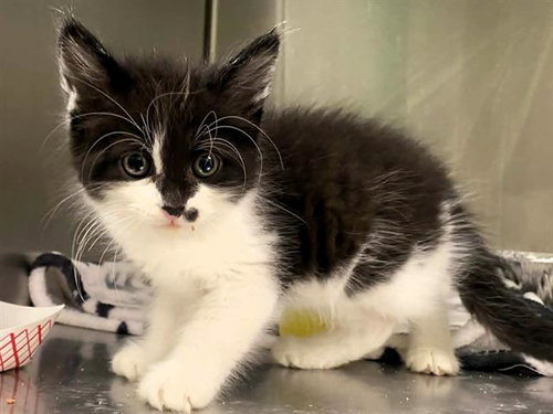 A1957841, Baby Domestic Short Hair (medium coat), cat for adoption in Stanton, California
