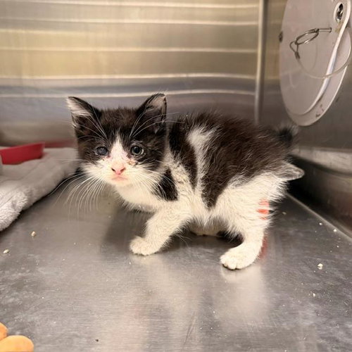 CHUNKY NUGGET, Baby Domestic Medium Hair (medium coat), cat for adoption in Stanton, California