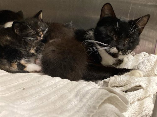 GRANT, Baby Domestic Short Hair (medium coat), cat for adoption in Diamond Bar, California