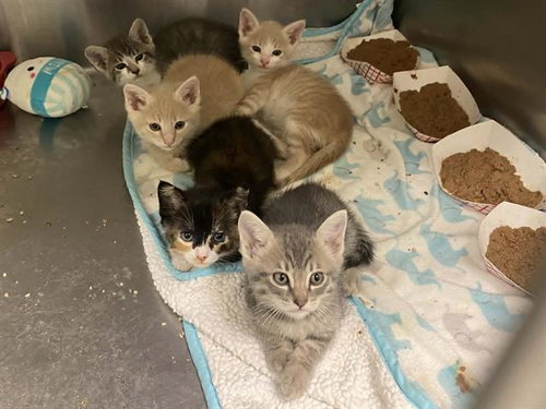 MINDY, Baby Domestic Short Hair (medium coat), cat for adoption in Diamond Bar, California