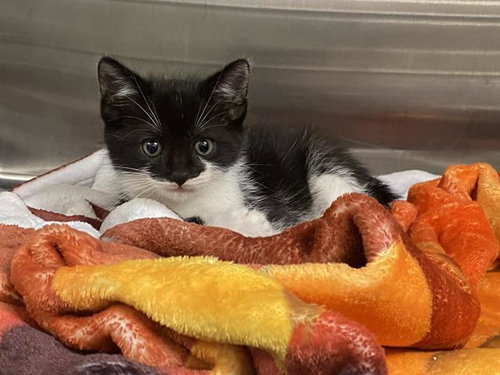 MILO, Baby Domestic Short Hair (medium coat), cat for adoption in Torrance, California