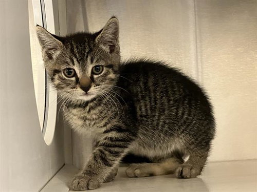 ZAZIE, Baby Domestic Short Hair (medium coat), cat for adoption in Diamond Bar, California