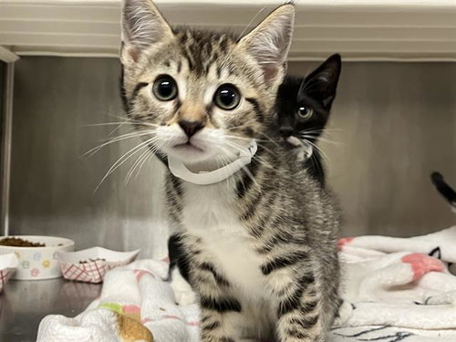 DAISY, Baby Domestic Short Hair (medium coat), cat for adoption in Stanton, California