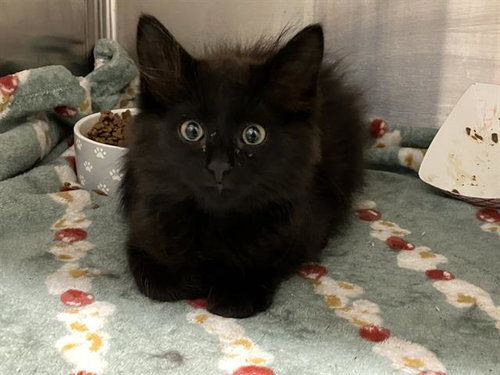 TRIXIE, Baby Domestic Medium Hair (medium coat), cat for adoption in Diamond Bar, California
