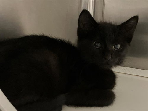 TABITHA, Baby Domestic Medium Hair (medium coat), cat for adoption in Diamond Bar, California