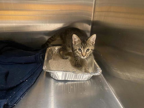 FRENCHIE, Baby Domestic Short Hair (medium coat), cat for adoption in Stanton, California