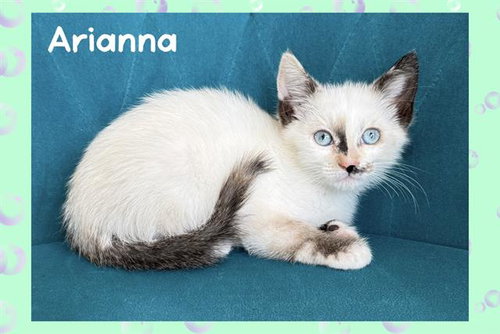 ARIANNA, Baby Siamese (medium coat), cat for adoption in Stanton, California