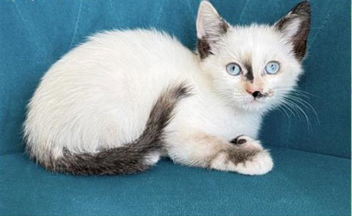 ARIANNA, Baby Siamese (medium coat), cat for adoption in Torrance, California
