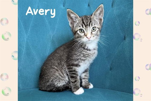 AVERY, Baby Domestic Short Hair (medium coat), cat for adoption in Diamond Bar, California