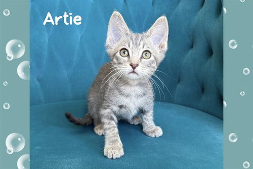 ARTIE, Baby Domestic Short Hair (medium coat), cat for adoption in Stanton, California