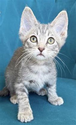 ARTIE, Baby Domestic Short Hair (medium coat), cat for adoption in Diamond Bar, California
