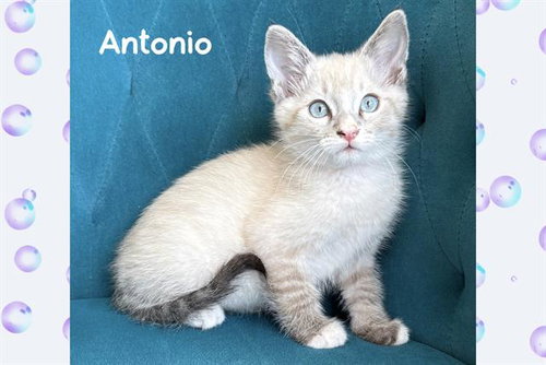 ANTONIO, Baby Siamese (medium coat), cat for adoption in Torrance, California