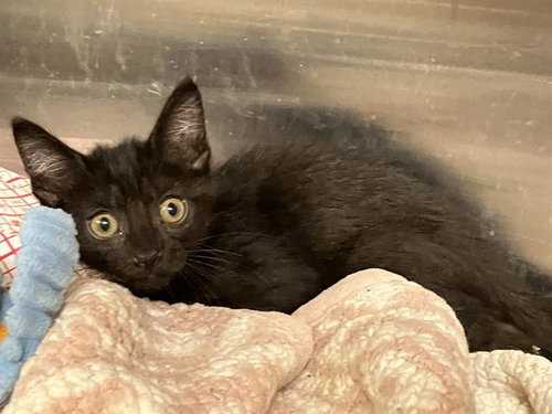 CUDDLES, Baby Domestic Short Hair (medium coat), cat for adoption in Diamond Bar, California