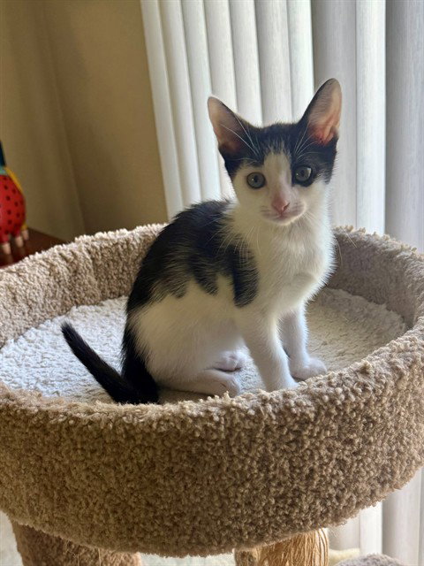 RUMI, Baby Domestic Short Hair (medium coat), cat for adoption in Diamond Bar, California