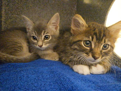 MITTEN, Baby Domestic Medium Hair (medium coat), cat for adoption in Diamond Bar, California