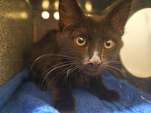 DOMINIC, Baby Domestic Medium Hair (medium coat), cat for adoption in Torrance, California