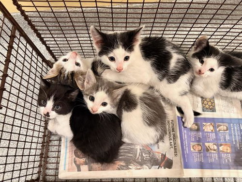 RUTHIE, Baby Domestic Short Hair (medium coat), cat for adoption in Diamond Bar, California
