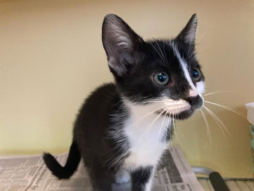 LUNA, Baby Domestic Short Hair (medium coat), cat for adoption in Diamond Bar, California