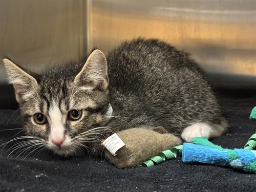 SHO, Baby Domestic Short Hair (medium coat), cat for adoption in Diamond Bar, California