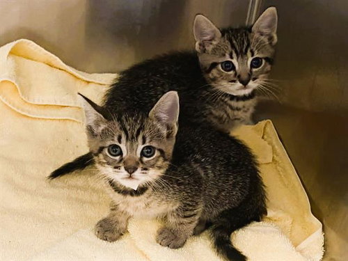 TOBY, Baby Domestic Short Hair (medium coat), cat for adoption in Diamond Bar, California