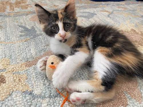 TATER TOT, Baby Domestic Short Hair (medium coat), cat for adoption in Diamond Bar, California