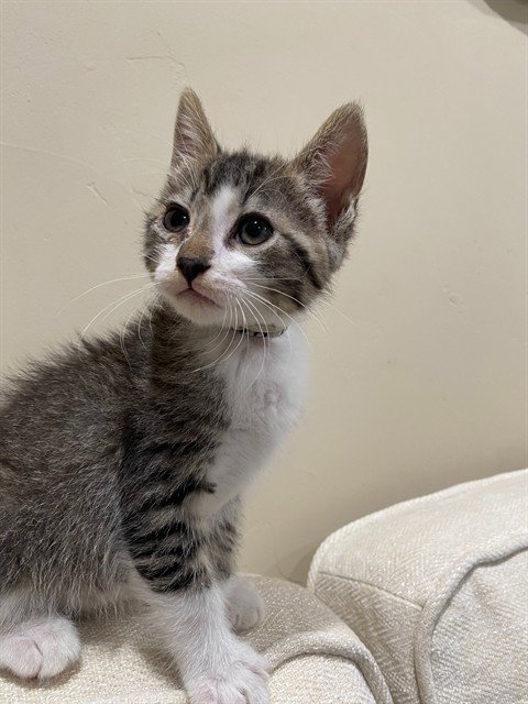 SCOUT, Baby Domestic Short Hair (medium coat), cat for adoption in Diamond Bar, California