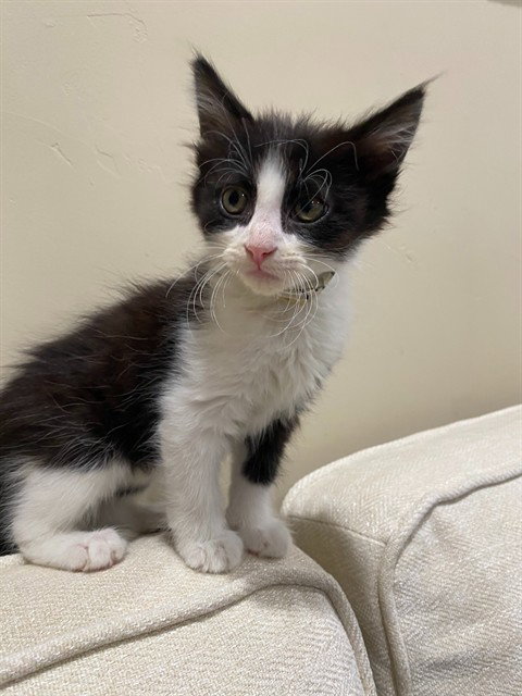 MONKEY, Baby Domestic Short Hair (medium coat), cat for adoption in Diamond Bar, California