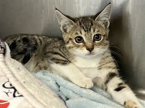 ABBY, Baby Domestic Short Hair (medium coat), cat for adoption in Diamond Bar, California