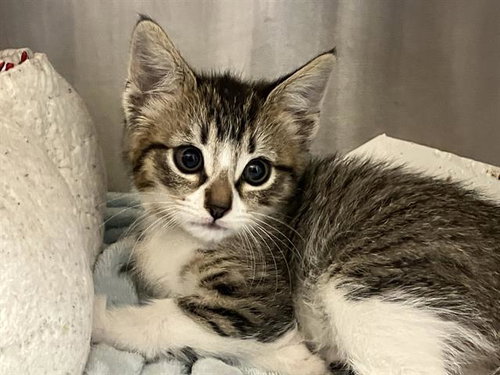GABBY, Baby Domestic Short Hair (medium coat), cat for adoption in Diamond Bar, California