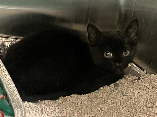 COCOA, Baby Domestic Short Hair (medium coat), cat for adoption in Diamond Bar, California