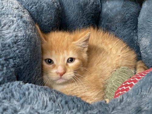 ROLLTIDE, Baby Domestic Short Hair (medium coat), cat for adoption in Torrance, California