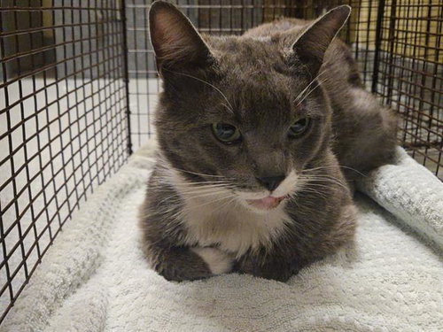 GIBLET, Adult Domestic Short Hair (medium coat), cat for adoption in Diamond Bar, California