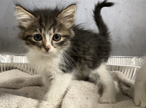 MANTIS, Baby Domestic Short Hair (medium coat), cat for adoption in Torrance, California
