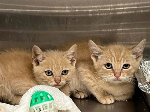 A1962051, Baby Domestic Short Hair (medium coat), cat for adoption in Torrance, California