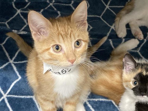 TOASTER, Baby Domestic Short Hair (medium coat), cat for adoption in Torrance, California