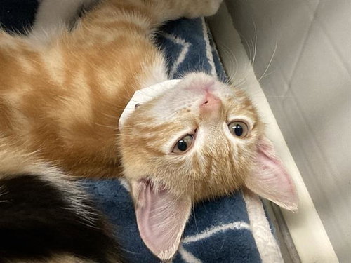 CHEETO DUST, Baby Domestic Short Hair (medium coat), cat for adoption in Diamond Bar, California