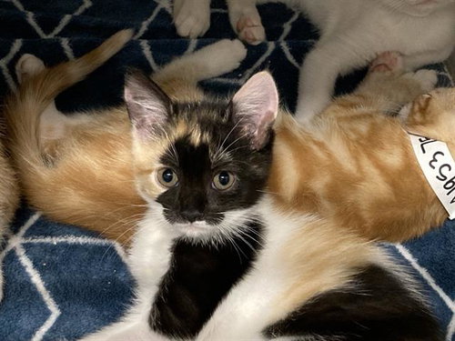 SOUP, Baby Domestic Short Hair (medium coat), cat for adoption in Diamond Bar, California