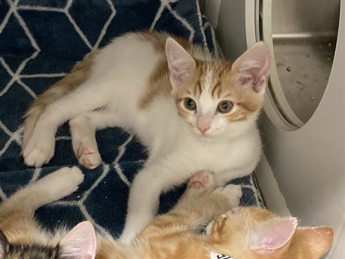 TRAFFIC CONE, Baby Domestic Short Hair (medium coat), cat for adoption in Torrance, California