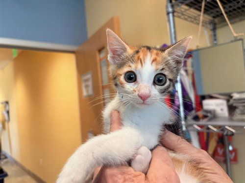 FIESTA, Baby Domestic Short Hair (medium coat), cat for adoption in Diamond Bar, California