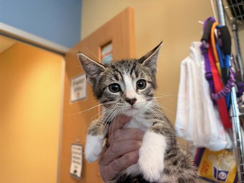 APRIL, Baby Domestic Short Hair (medium coat), cat for adoption in Diamond Bar, California