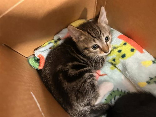 WYLIE, Baby Domestic Short Hair (medium coat), cat for adoption in Diamond Bar, California