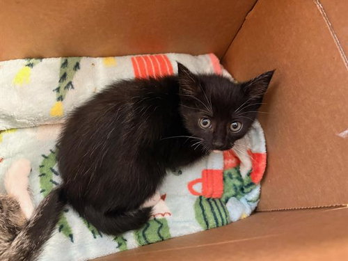 CORA, Baby Domestic Short Hair (medium coat), cat for adoption in Diamond Bar, California