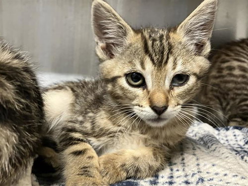 NIKKI, Baby Domestic Short Hair (medium coat), cat for adoption in Diamond Bar, California